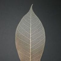 โครงใบไม้ ใบยาง สี Natural/Copper Metallic (Standard Rubber Skeleton Leaves)