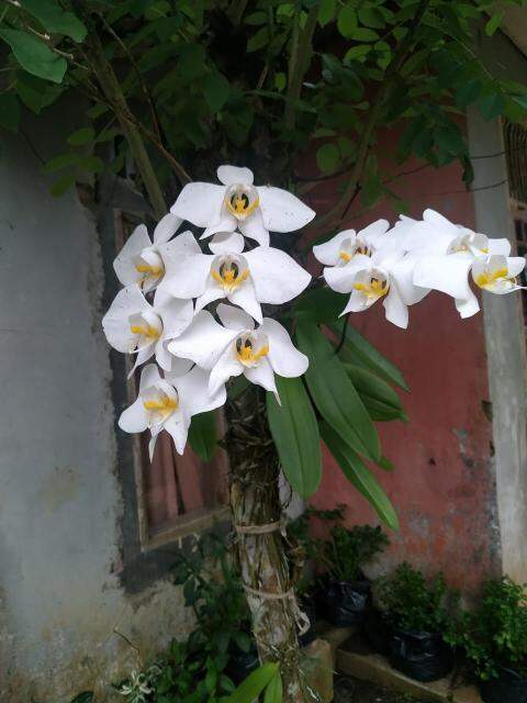 anggrek bulan spesies /phalaenopsis amabilis-anggrek bulan -amabilis ...