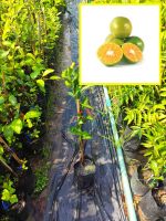 ส้มเขียวหวาน(เสียบยอด) รสหวาน มีผลขนาดปานกลาง มีผลดก ต้นสูง 60-70 cm. (รับประกันสินค้าจากทางร้านหากเกิดความเสียหายทุกกรณี)