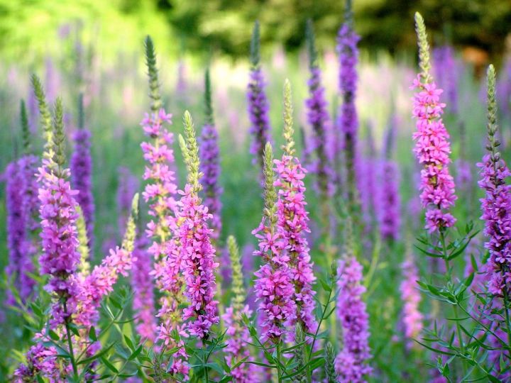 เมล็ดพันธุ์-เพอเพิ่ล-ลูสสไตร้ฟ-lythrum-salicaria-purple-loosestrife-1000-เมล็ด-เมล็ดพันธุ์นำเข้าจาก-อังกฤษ