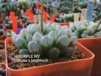 Haworthia Purple NS’ obtusa x leihtonii A039