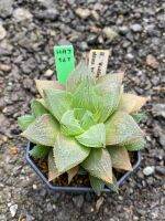 Haworthia Hybird Thailand (ส่งทั้งกระถาง) ไม้อวบน้ำ ต้นไม้ประดับ ไม้ต่างประเทศ  Succulnt