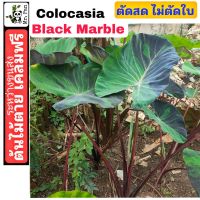 Colocasia Black marble ตัดสด ไม่ตัดใบ โคโลคาเซีย เเบล็คเมร์เบิ้ล เเบล็คมาร์เบิ้ล