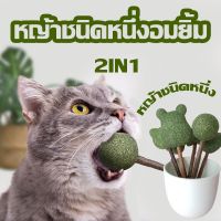 【BHQ TOYS】ขนมแมวเลีย 2in1 Lollipop catnip อมยิ้มแมว มาทาบิ แคทนิปบอล รวมที่สุดของโปรดน้องแมว ขัดฟันแมว กัญชาแมวเลีย สมุนไพร