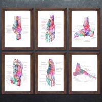 Anatomy โปสเตอร์สำหรับ Podiatry Medical Wall Art-กระดูกเท้าภาพประกอบที่สมบูรณ์แบบสำหรับ Orthopedist ของขวัญและ Doctor Office Room Decor