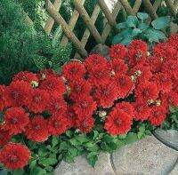 1 เหง้า/ชุุด รักเร่ Dahlia Bulb สายพันธุ์ Red Carpet Border หัวรักเร่ ดอกไม้ หัวหน่อ เหง้า นำเข้า เนเธอร์แลน หัวสดใหม่