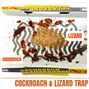 Lizard Traps  ND Pest Control