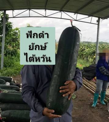 ฟัก เมล็ดพันธุ์ฟักดำยักษ์ไต้หวัน Black wax gourd Taiwanese seed บรรจุ10 เมล็ด 10 บาท