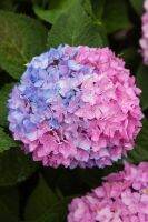 20 เมล็ด เมล็ดไฮเดรนเจีย Hydrangea seed เรนโบว์ คละสี ไฮเดรนเยียสายพันธุ์ฝรั่งเศส ของแท้ 100% อัตรางอกสูง 70-80% มีคู่มือปลูก