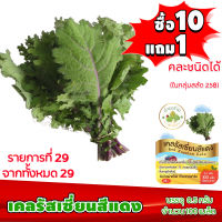 (ซื้อ10แถม1 ฟรีคู่มือ) เมล็ดพันธุ์ เคลรัสเซี่ยนแดง RED RUSSIAN KALE  (0.5 กรัม 100 เมล็ด) ทำมะชาดฟาร์ม  ผักสลัด เมล็ดพันธุ์สลัด เมล็ดสลัด เม็ดผักสลัด