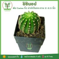 [Cactus] อิชินอป Cactus ตะบองเพชร ในกระถาง 2-2.5นิ้ว ต้นไม้มินิมอล