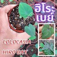 1 ต้น โคโลคาเซีย ฮิโระเบย์ Colocasia Hilo bay ปลูกได้ทั้งแบบบนดินและในน้ำ? จัดส่งแบบยกกระถาง สินค้าพร้อมส่ง