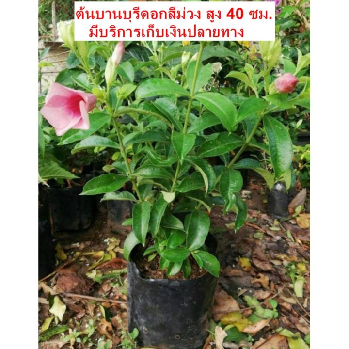 ต้นบานบุรี-ดอกสีม่วง-ราคา-50-บาทค่ะ