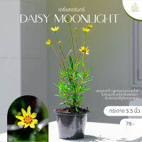 Treeno.9 T158 เดซี่แสงจันทร์ (Daisy Moonlight) กระถาง 5.5 นิ้ว / สูง 60-70 ซม. / ไม้ประดับ ไม้ดอก ดอกไม้กินได้ (ต้นไม้)