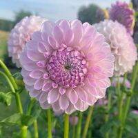 20 เมล็ดพันธุ์ รักเร่ Dahlia Seeds สายพันธุ์ MEGAN DEAN สีม่วง รักเร่ รักแรกพบ ดอกไม้แห่งมิตรภาพ ความรักเริ่มต้น เพาะเลี้ยงง่าย ตั้งโต๊ะทำงาน