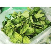 ใบเบซิล Italian Basil สด สะอาด รับประกันคุณภาพ *โปรดดูรายละเอียดก่อนกดสั่ง*