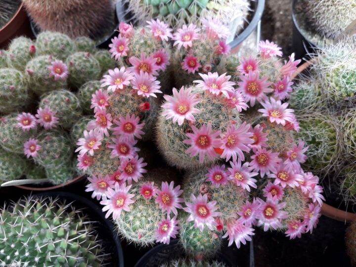 30-เมล็ด-ขนนกเหลืองดอกชมพู-แมมขนนกเหลือง-mammillaria-schiedeana-เมล็ดกระบองเพชร-แคคตัส