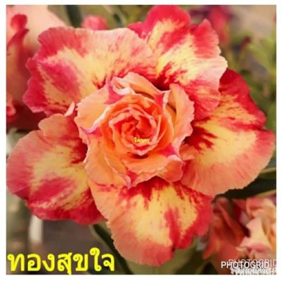 10 เมล็ด เมล็ดพันธุ์ Garden ชวนชม สายพันธุ์ Taiwan ดอกสีส้ม Adenium seed กุหลาบทะเลทราย Desert Rose ราชินีบอนไซ เมล็ดปลูก ตกแต่งสวน อัตรางอก 80-90%