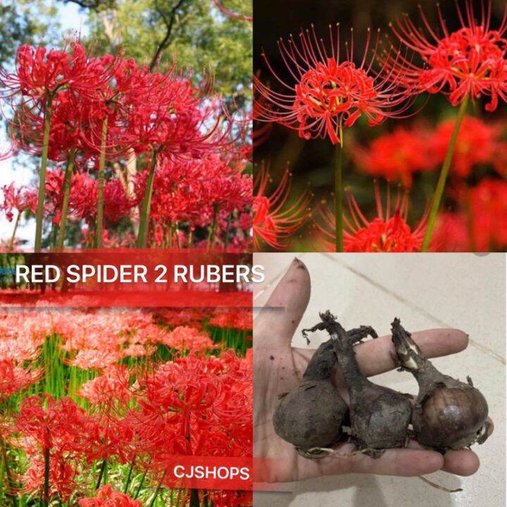 50 Seeds (buy 2 get 1 free) Red Spider Lily Tubers for Sale Easy To ...