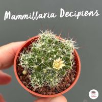 Mammillaria decipiens แคคตัส กระบองเพชร cactus&amp;succulent