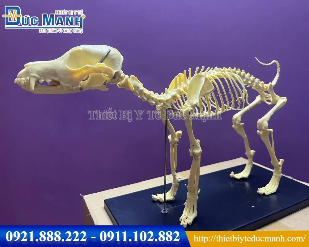 Mô hình giải phẫu bộ xương chó | Lazada.vn