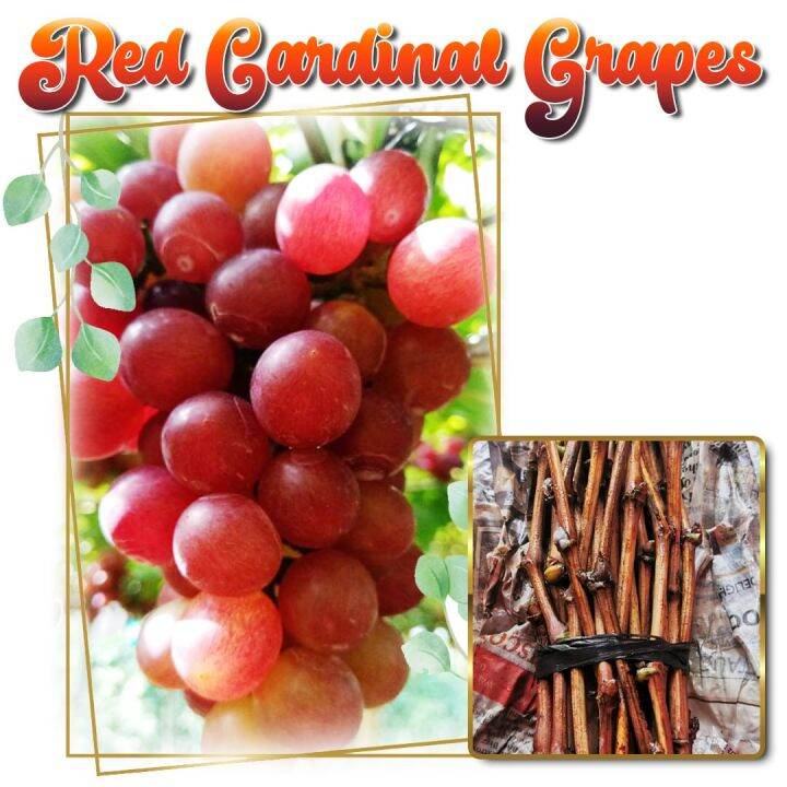Grapes Cutting Red Cardinal Tropical Variety Rooting grape cuttings