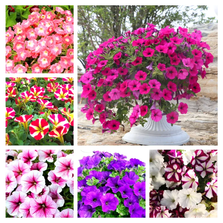 Petunia Flower Seeds For Sale Mixed Colors Morning Glory Seeds Garden