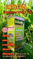 ฮอร์โมนต้นข้าวตั้งแต่แตกราก ไปจนถึงอายุ 60 วัน เพิ่มประสิทธิภาพ ต้นข้าวสวย แน่นทุ่ง 1 L.มีของแถม!