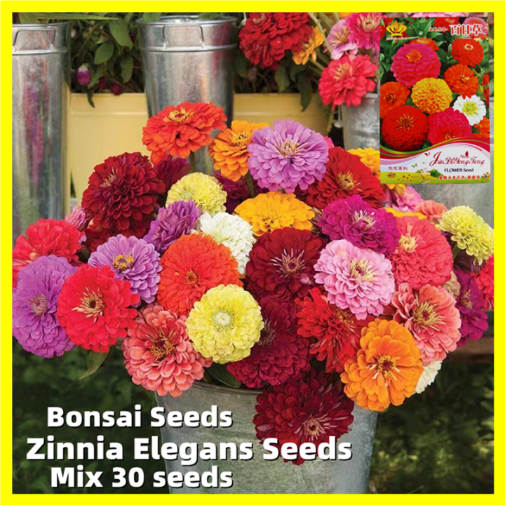 (Buy 2 Packs Get 1pcs Fertilizer) 30 Seeds Rainbow Zinnia Elegans