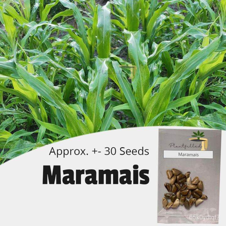 buy one get one free, 50 seeds (not plants) plump seeds Maramais Grass