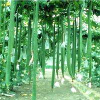 เมล็ดพันธุ์ บวมหอมยาว เอ็กซ์ตร้าลอง Extra Long Luffa Gourd Seed 10 เมล็ด คุณภาพดี ราคาถูก ของแท้ 100%