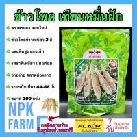 ข้าวโพด เทียนหมื่นฝัก ขนาด 200 กรัม ศรแดง ข้าวโพดหวาน ลอตใหม่ งอกดี 3 สี ขาว เหลือง ม่วง ผลผลิตสูง รสชาติเหนียว นุ่ม อร่อย ขายง่าย ตลาดชอบ