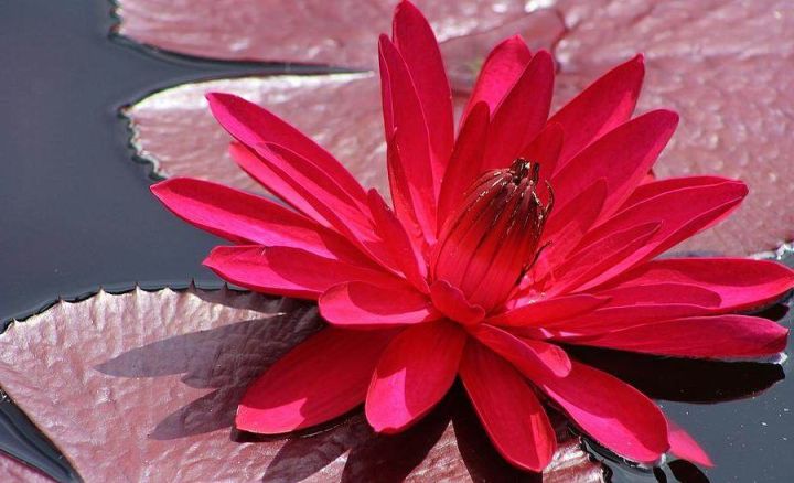 100-เมล็ด-เมล็ดบัว-สีแดง-นำเข้า-บัวนอก-สายพันธุ์ของแท้-100-เมล็ดบัว-ดอกบัว-ปลูกบัว-เม็ดบัว-ปลูกในโหลแก้วได้-อัตรางอก-85-90-lotus-waterlily-nymphaea-seed