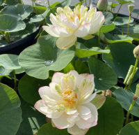 3 เมล็ดพันธุ์ บัว บัวสวยงาม บัวอ่าง บัวบึง สายพันธุ์  Yu Hua Qing สีชมพู ขาว สามารถปลูกได้ทุกภูมิภาค ออกดอกตลอดปี