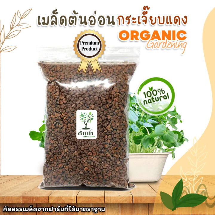 เมล็ดต้นอ่อนกระเจี๊ยบแดง-organic100-เมล็ดพันธุ์ผัก-เมล็ดสำหรับเพาะงอกพร้อมปลูก-ต้นอ่อนกระเจี๊ยบแดง