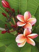 5 เมล็ด ลีลาวดี Frangipani , Pagoda Tree, Hawaii Plumeria สายพันธุ์ Rising Sun Plumeria สีส้ม ต้นไม้มงคล ปลูกประดับเพิ่มพลังบวก