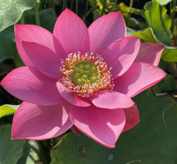 5 เมล็ด บัวนอก บัวนำเข้า บัวสายพันธุ์ Beijing Temple of Heaven LOTUS สีชมพู บานเย็น สวยงาม ปลูกในสภาพอากาศประเทศไทยได้ ขยายพันธุ์ง่าย เมล็ดสด