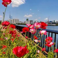 เมล็ดดอกป็อปปี้ คละสี - Poppy Flower Mix ปลูกประดับสวยงามประมาณ100-300เมล็ด/ซอง