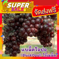 ส่งฟรี ต้นพันธุ์องุ่น แบบตอปัก “แบล็คโอปอ” ไร้เมล็ด (Black Opal) โปรโมชั่น เก็บปลายทาง