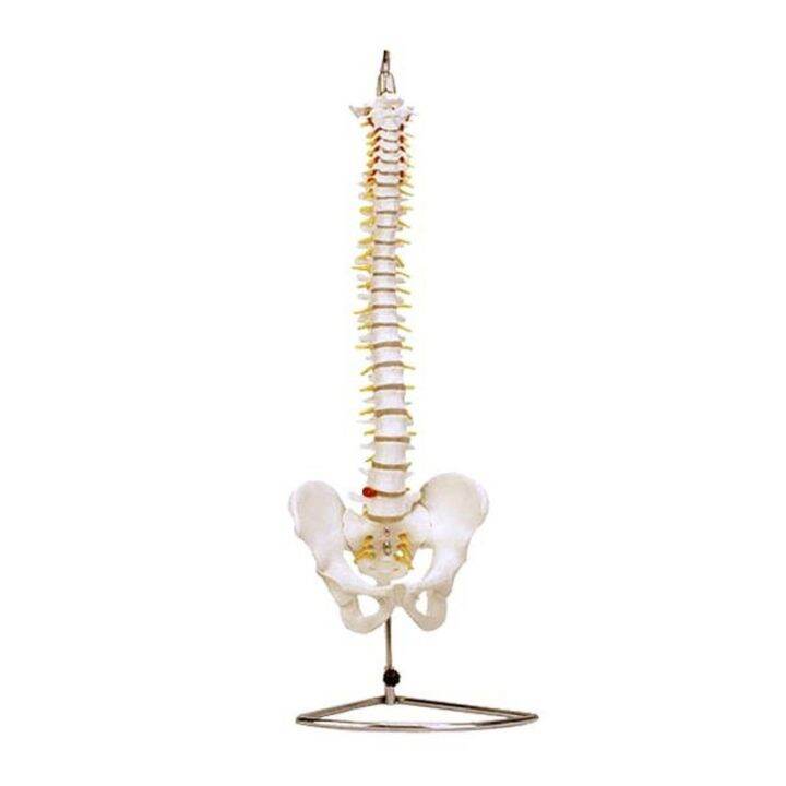 Human spinal dislocation model 1:1 bonesetting the body's natural big ...