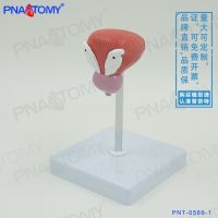 Small male bladder prostate urethra anatomical model teaching medical urological reproductive branch family planning