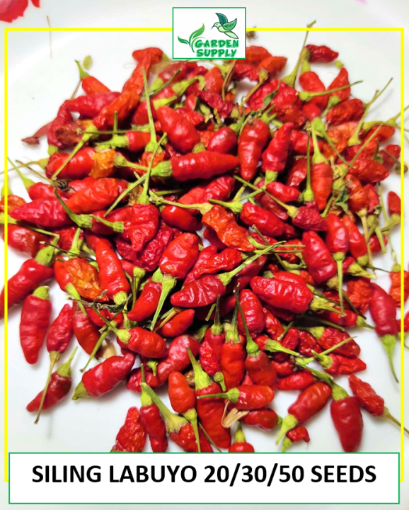 NATIVE SILING LABUYO 20/30/50 SEEDS CHILI PEPPER Lazada PH