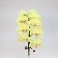 ช่อกล้วยไม้ฟาร์แลน 9 ดอก กล้วยไม้ประดิษฐ์ก้านยาว Artificial orchid stem