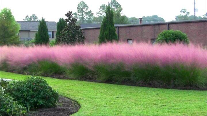 100-เมล็ดหญ้า-หญ้าภูเขา-หญ้าแพมพัส-pampas-grass-แปมปัส-นำเข้าจาก-usa-อัตราการงอกของเมล็ด-80-85