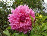 1 หัว/ออเดอร์ รักเร่ Dahlia Bulb สายพันธุ์ Dah. Arthur Humbly หัวรักเร่ ดอกไม้ หัวหน่อ นำเข้า เหง้า เนเธอร์แลน หัวสดใหม่