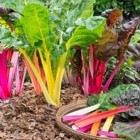 เมล็ดผักเรนโบว์สวิสชาร์ตคละสี - MIX SWISS CHARD บรรจุซอง100 เมล็ด สีสวย ปลูกง่าย โตไว ชอบแดดปลูกได้ทุกภาคของประเทศสวิ