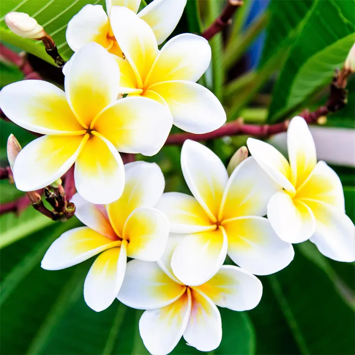 white yellow bicolor kalachuchi plumeria flower tree seeds frangipani