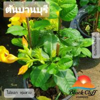 ต้นบานบุรี blackcliigarden บานบุรี ไม้ดอกสีเหลือง ไม้แดด เลี้ยงไม่ยาก