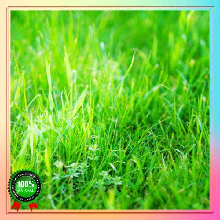 Fast Germination Manila Grass Bonsai Seeds Easy To Grow In The Local