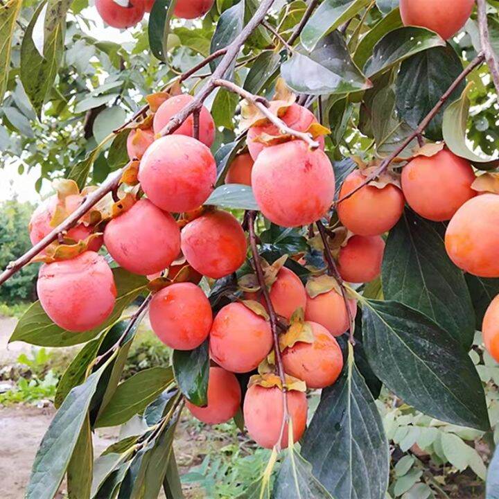 Sweet and Juicy Persimmon Seed Fruit Seeds for Planting Bonsai Fruit